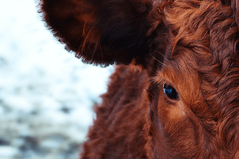 Veganismo - olhamos para o animal e ele nos olha de volta